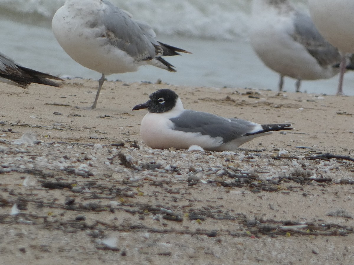 Franklin's Gull - ML636260734