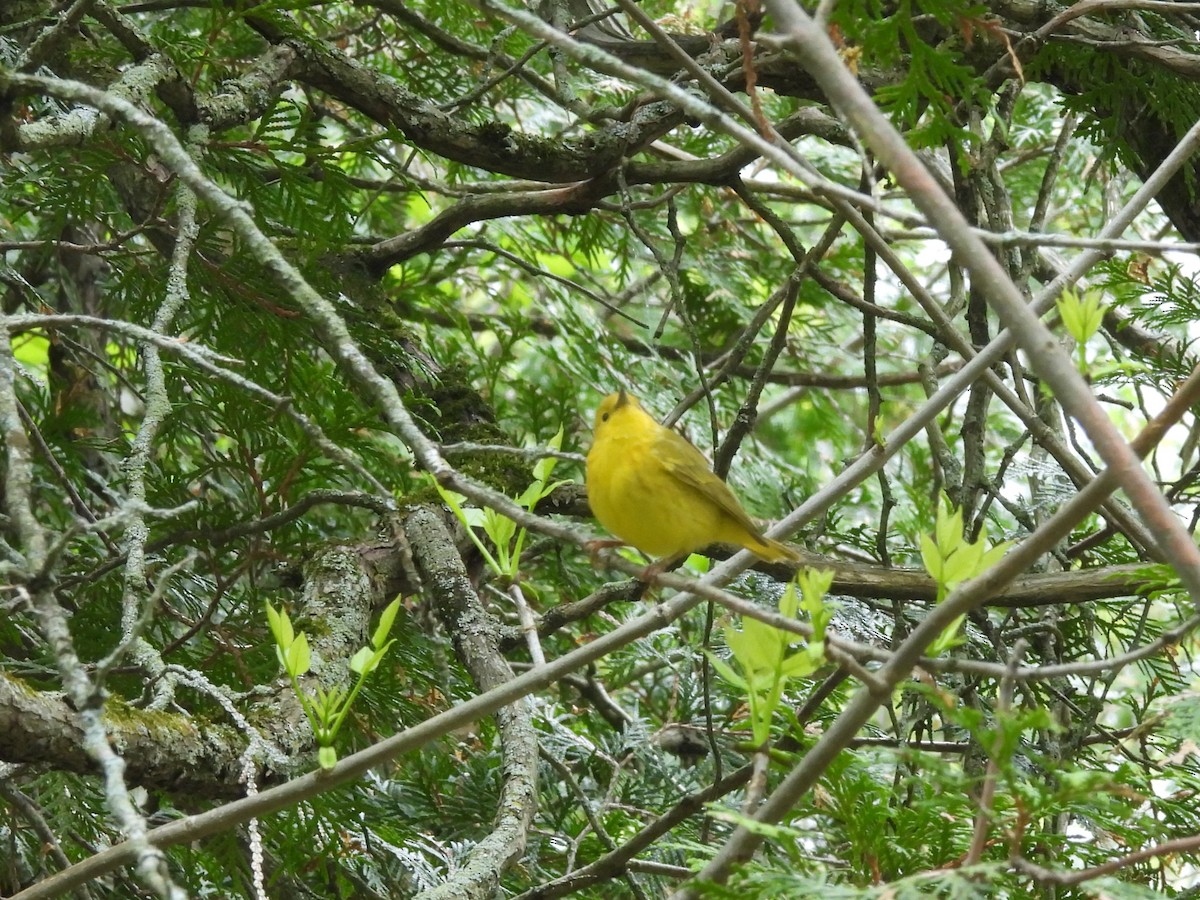 Yellow Warbler - ML636260789