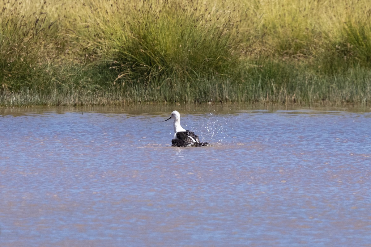 Andean Avocet - ML636260851