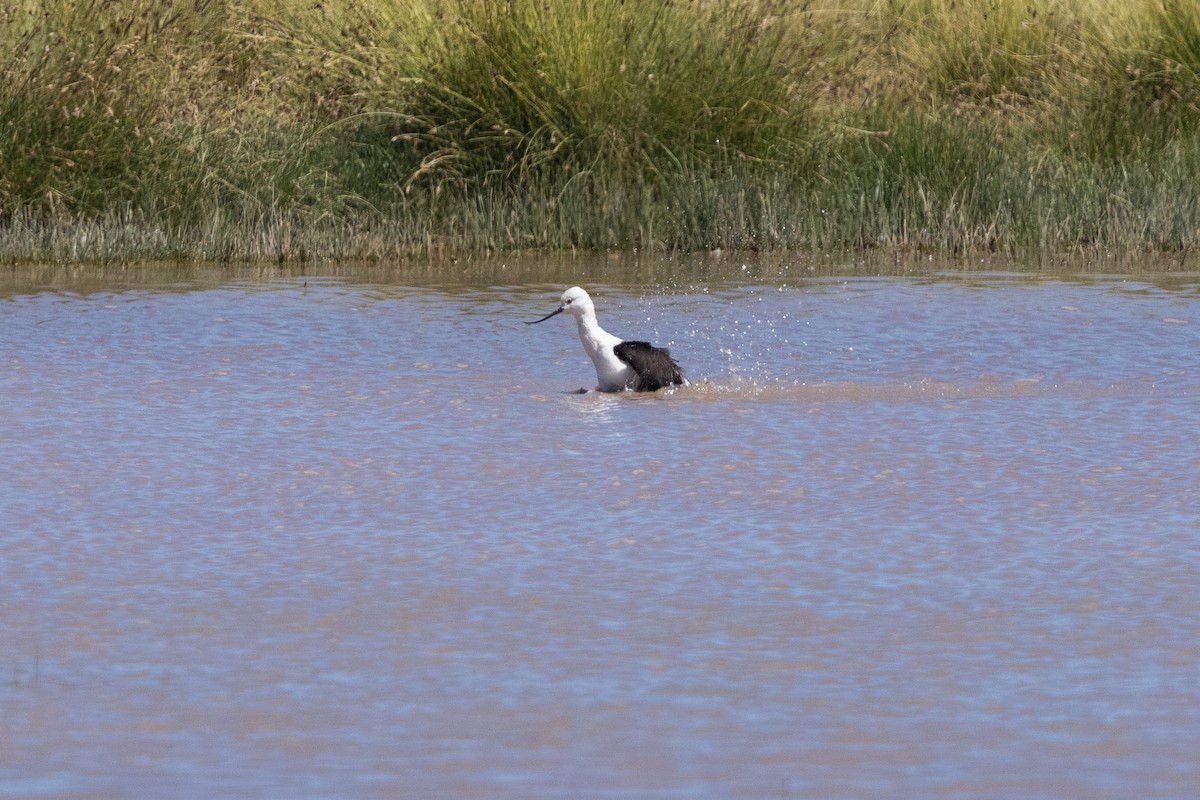 Andean Avocet - ML636260854