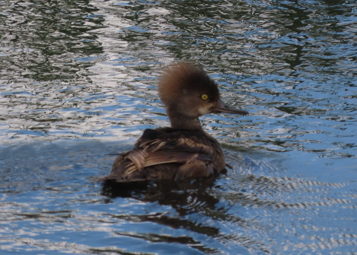 Hooded Merganser - ML636260982