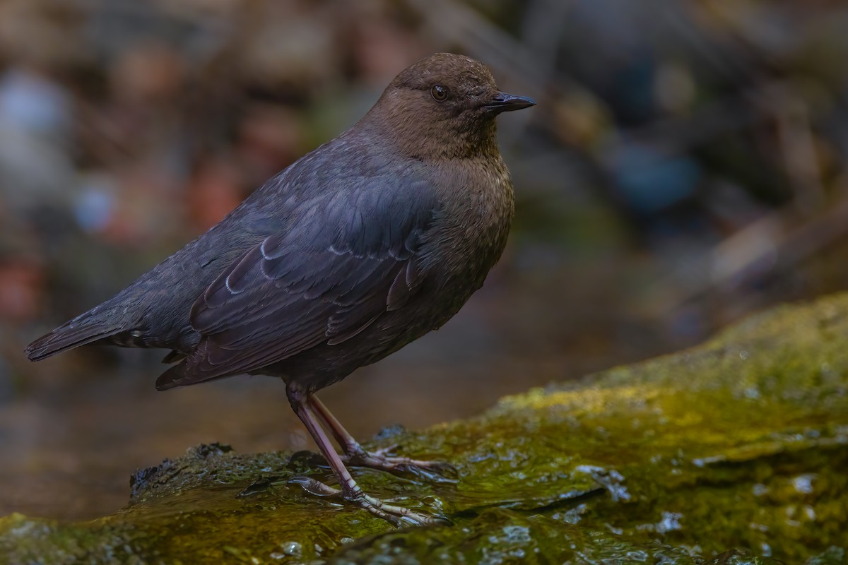 American Dipper - ML636260997