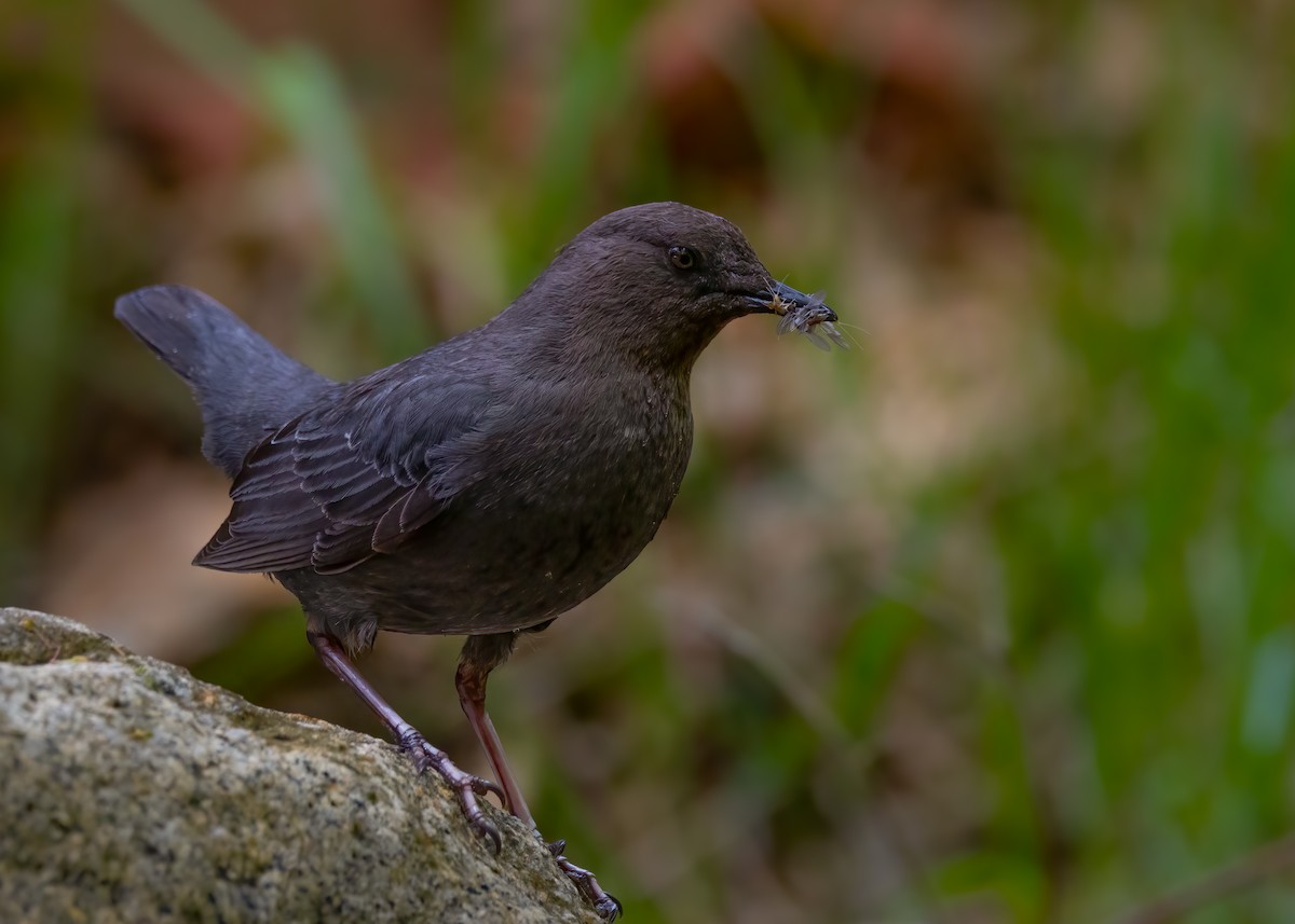 American Dipper - ML636261000