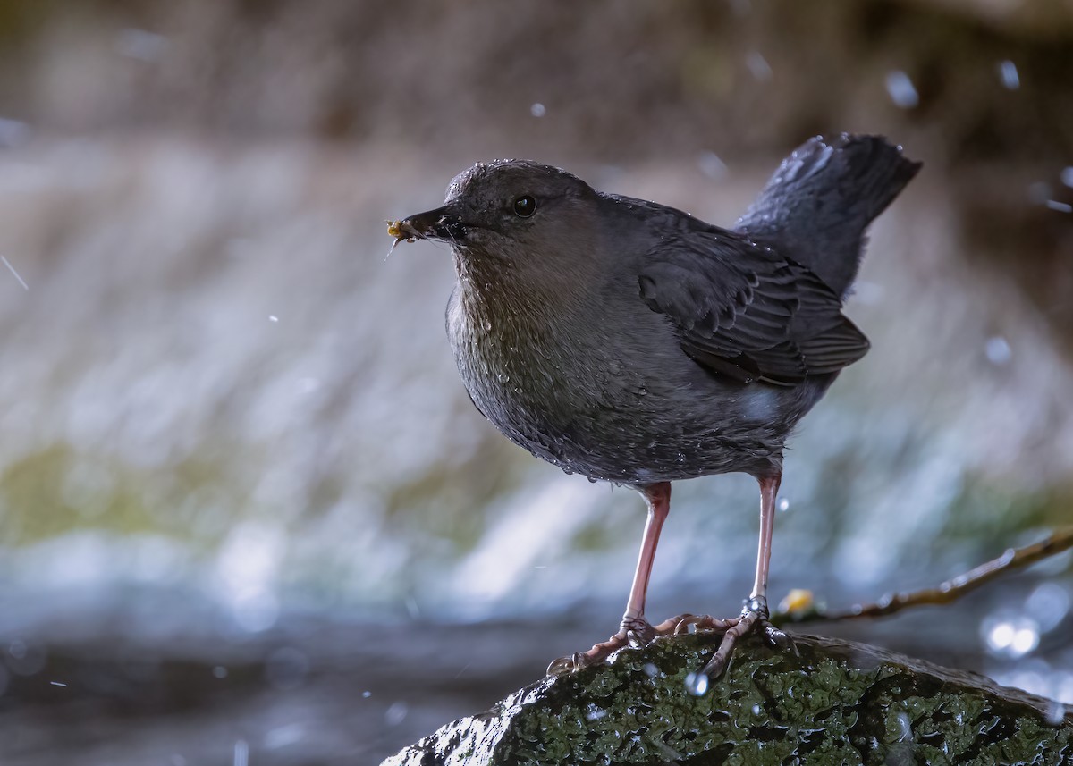 American Dipper - ML636261007