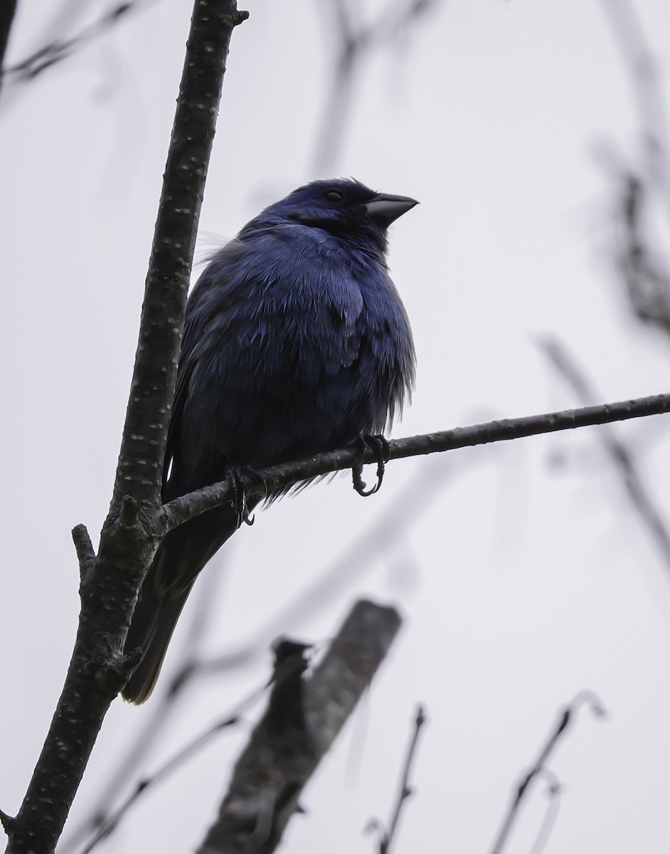 Indigo Bunting - ML636261018