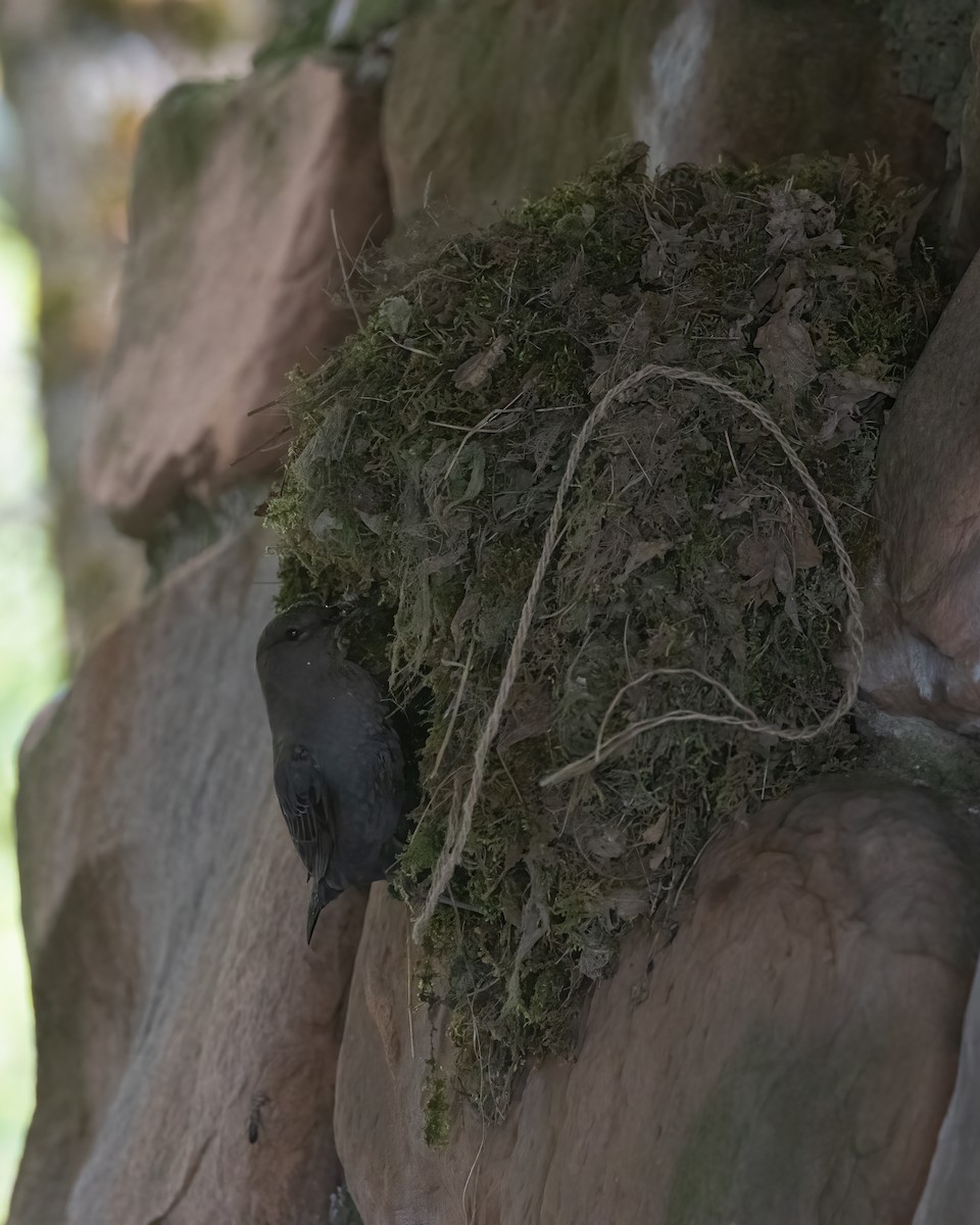 American Dipper - ML636261021