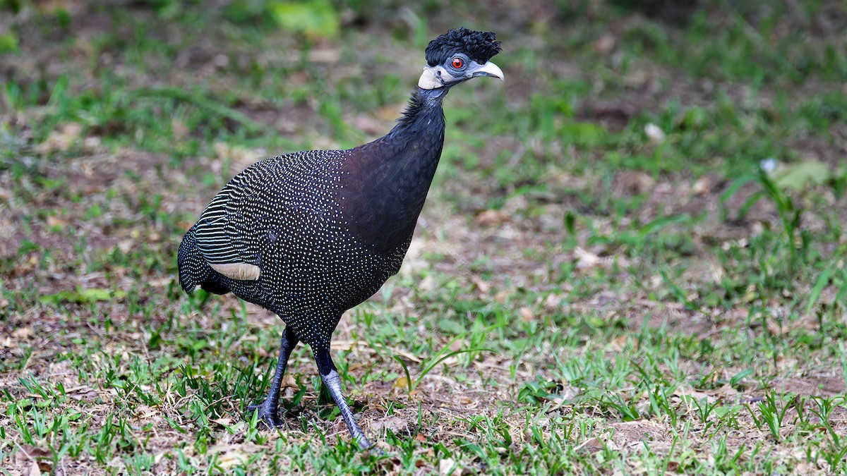 Southern Crested Guineafowl - ML636261023