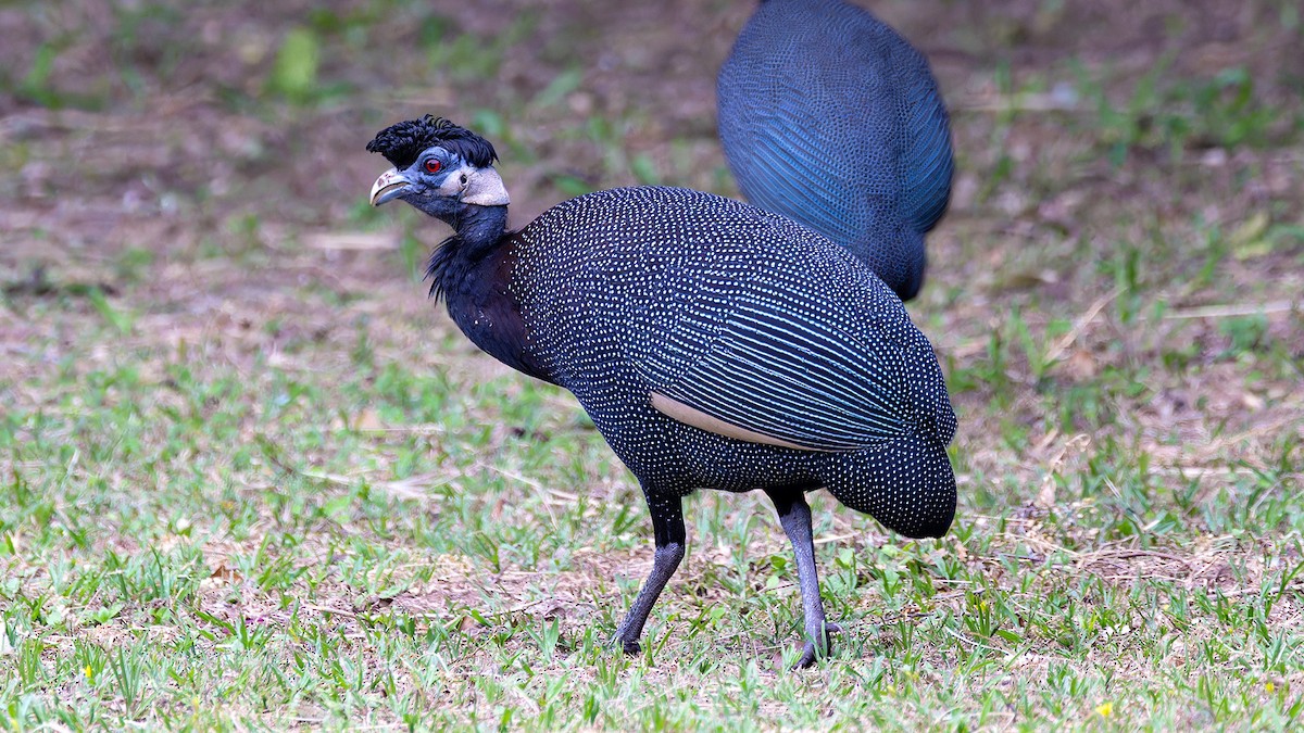 Southern Crested Guineafowl - ML636261024