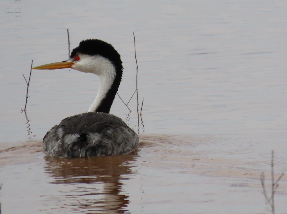 Clark's Grebe - ML636261060