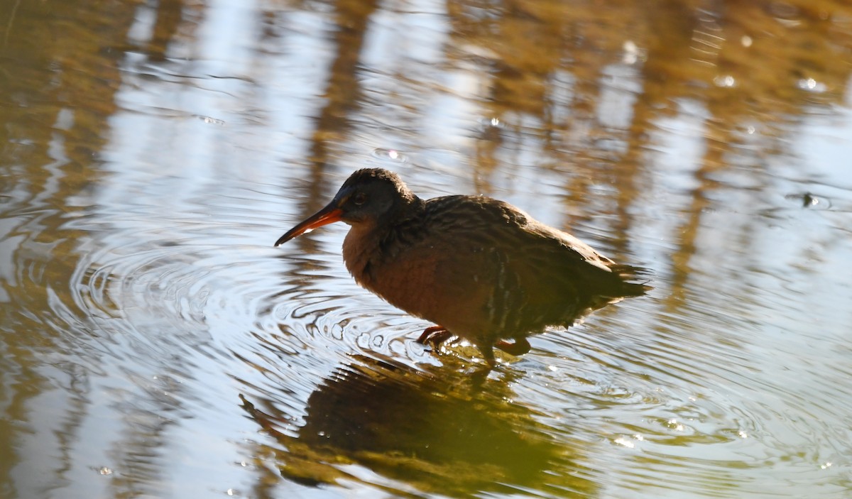 Virginia Rail - ML636261226