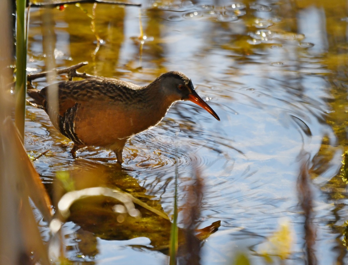 Virginia Rail - ML636261227