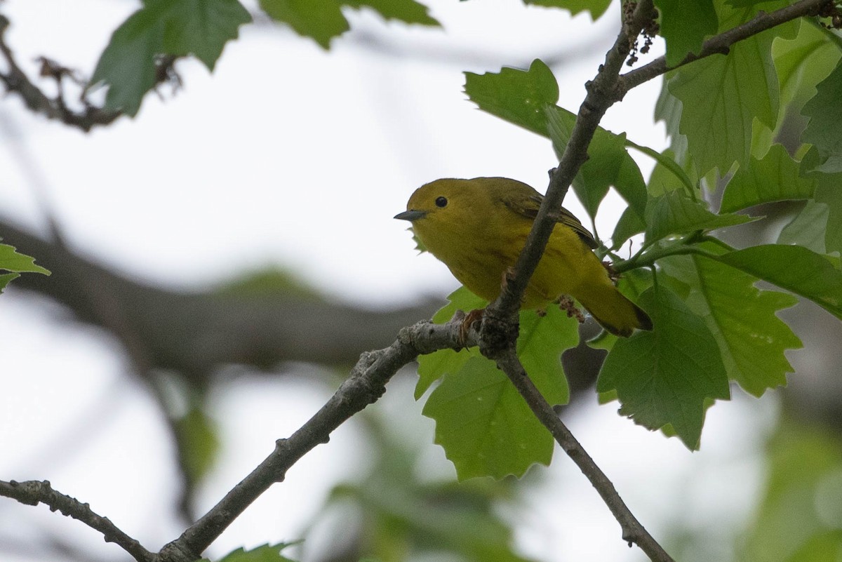 Yellow Warbler (Northern) - ML636261250