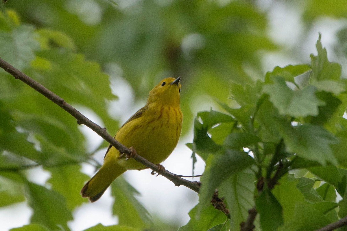 Yellow Warbler (Northern) - ML636261251