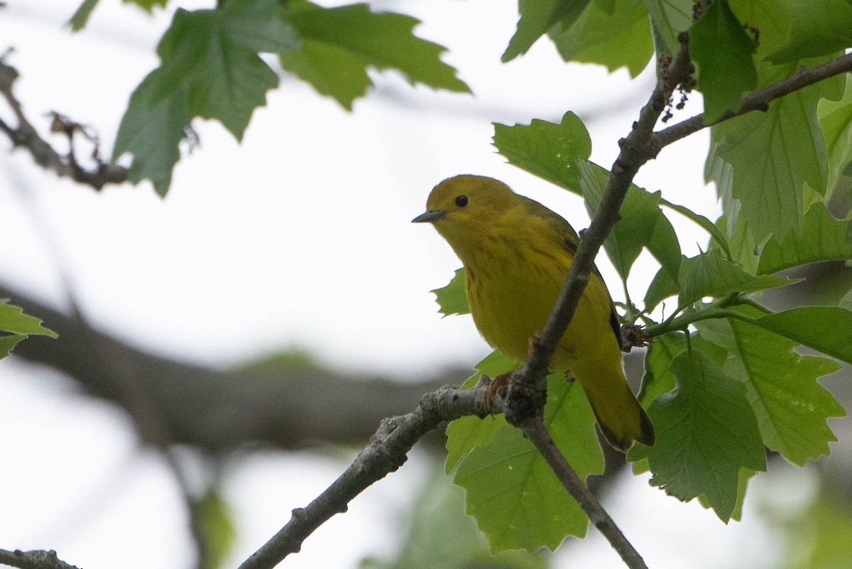 Yellow Warbler (Northern) - ML636261252