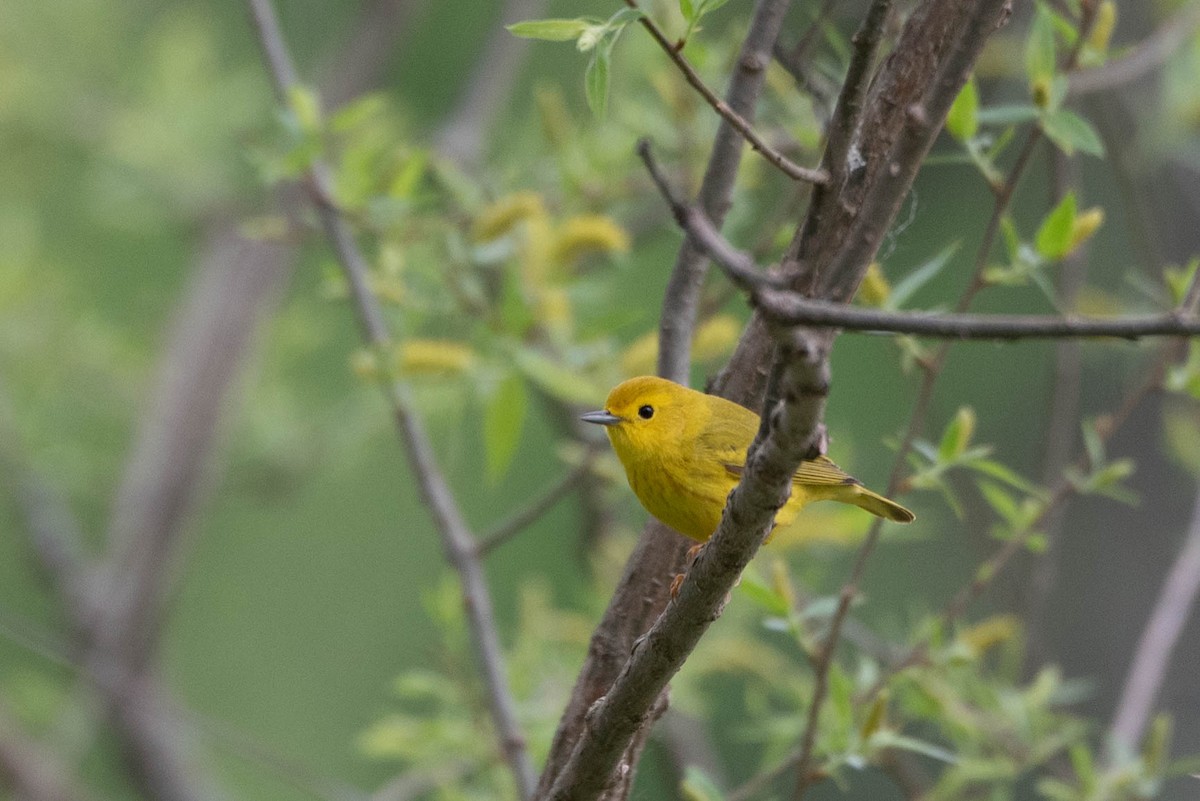 Yellow Warbler (Northern) - ML636261253