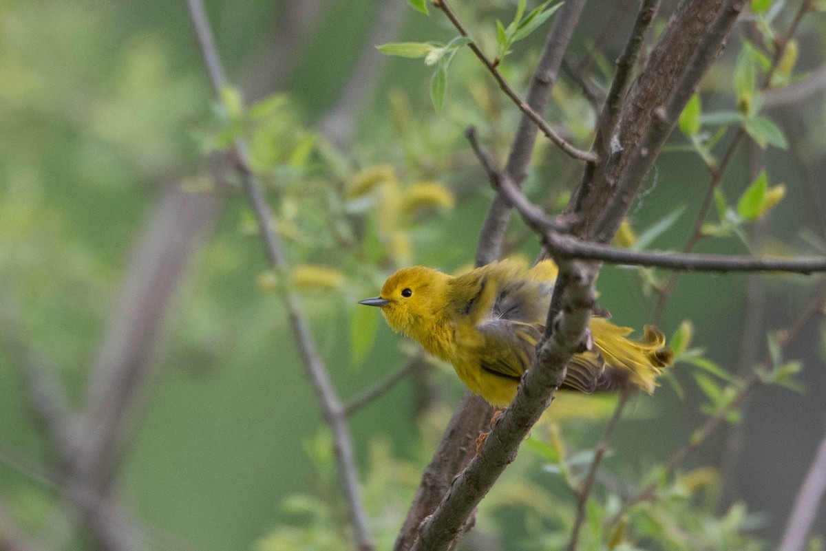 Yellow Warbler (Northern) - ML636261257