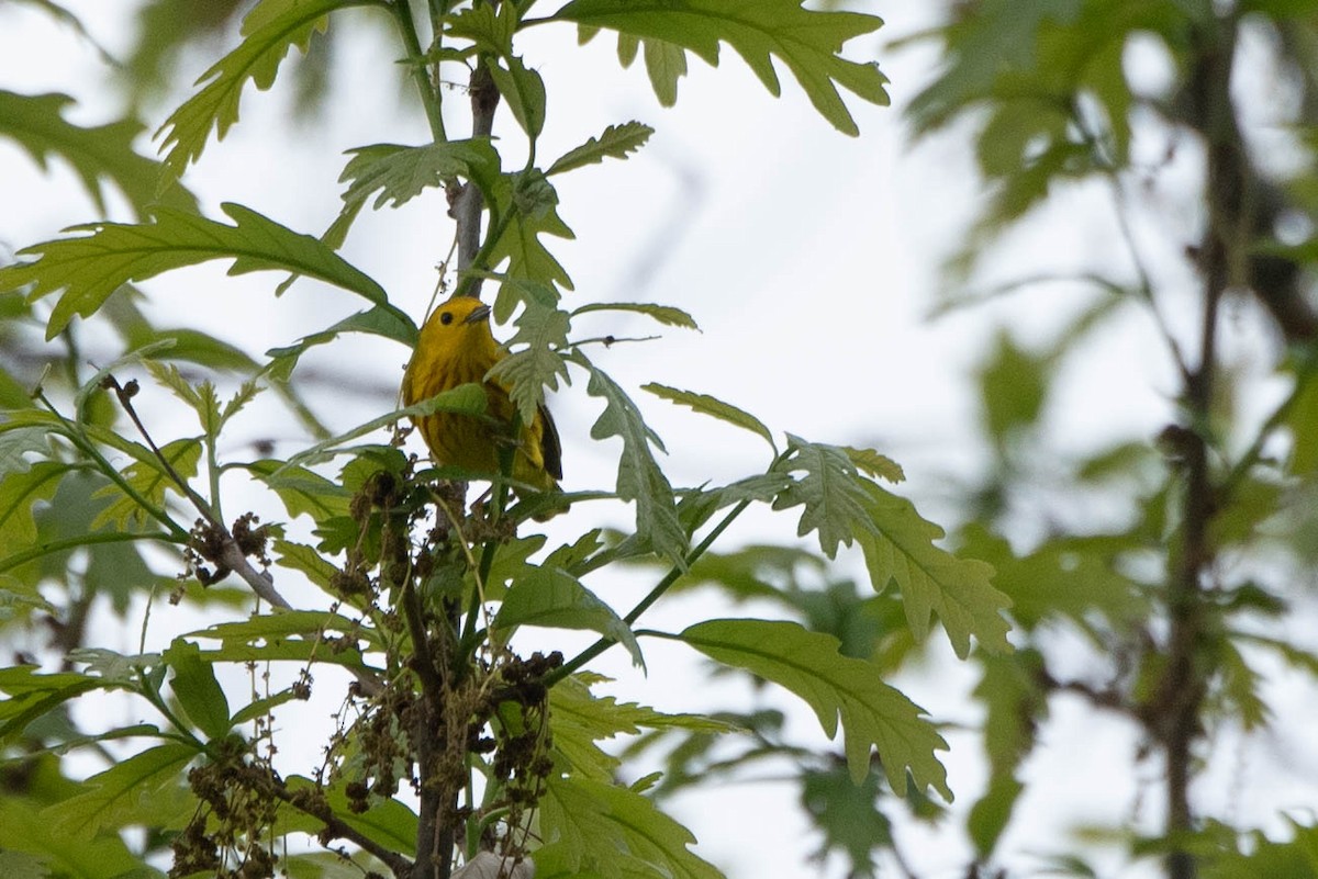 Yellow Warbler (Northern) - ML636261259
