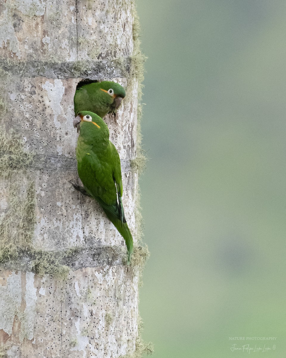 Golden-plumed Parakeet - ML636261276