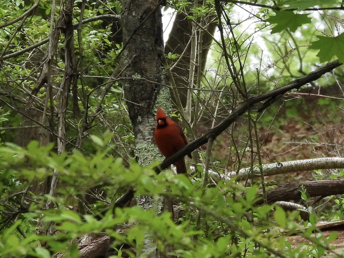 Northern Cardinal - ML636261303