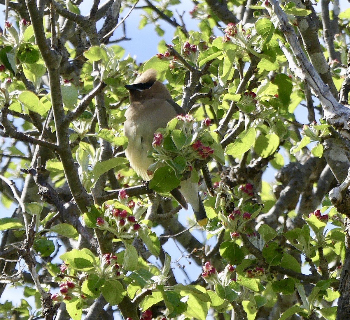 Cedar Waxwing - ML636261311