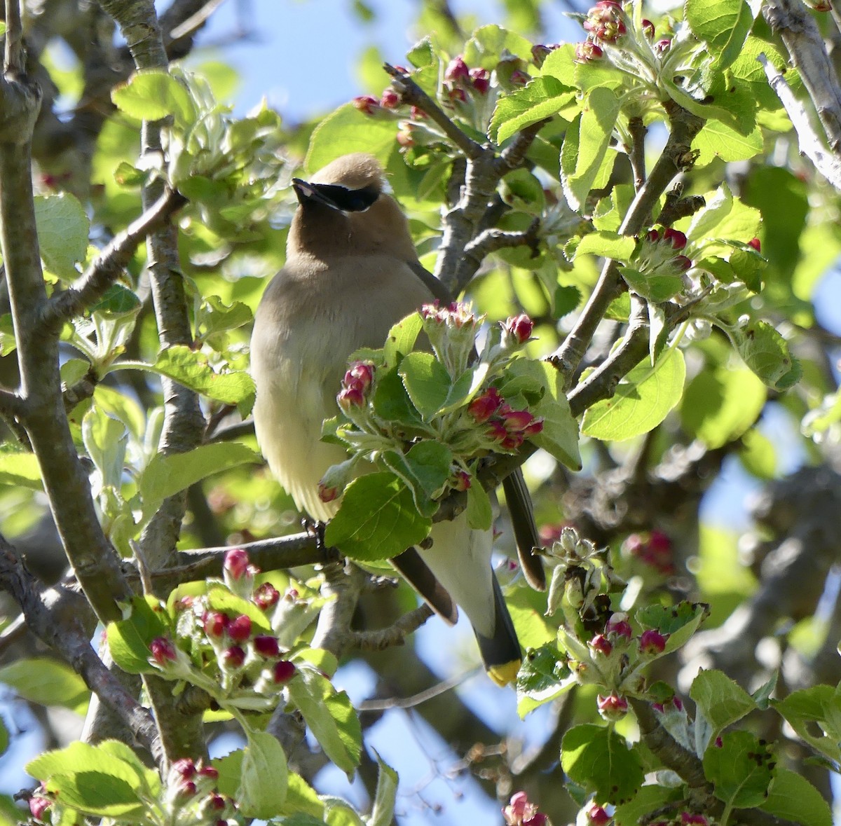 Cedar Waxwing - ML636261312