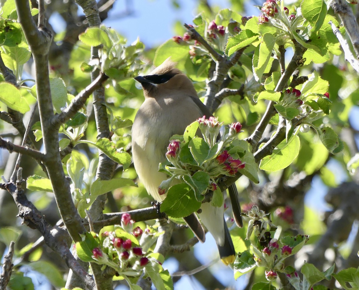 Cedar Waxwing - ML636261313