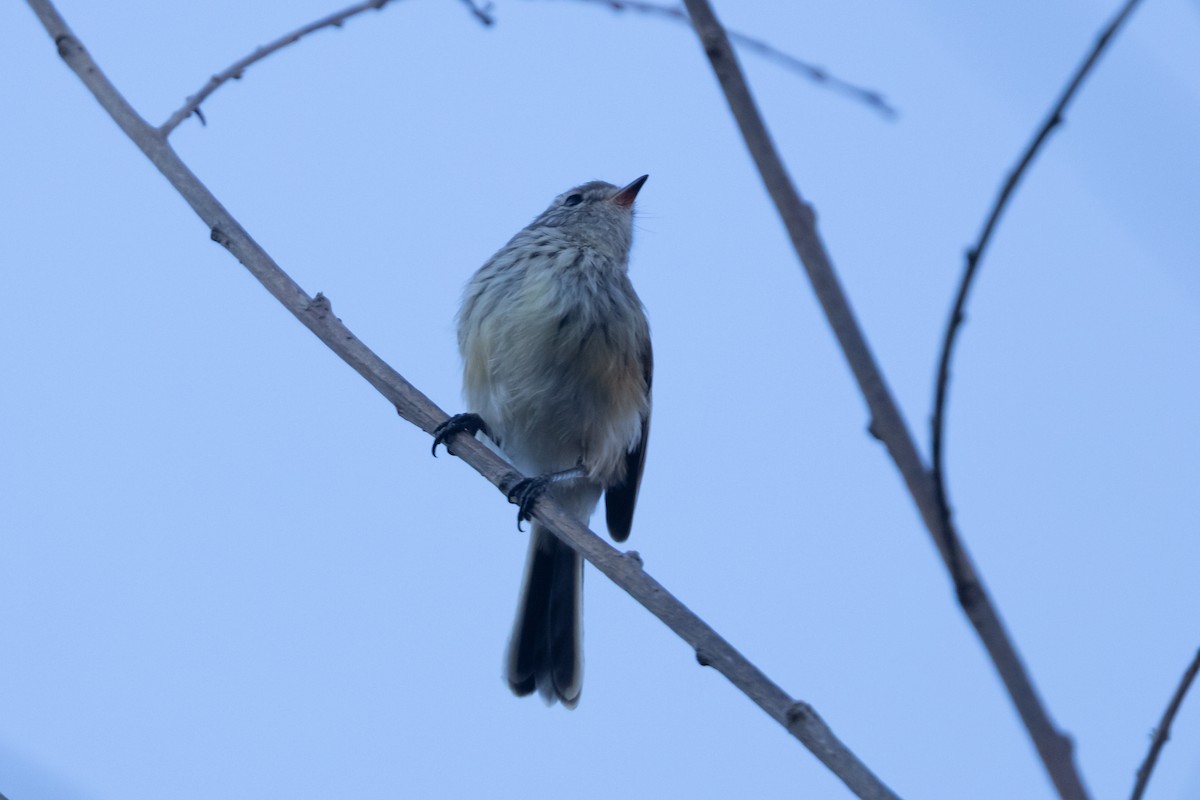 Yellow-billed Tit-Tyrant - ML636261356