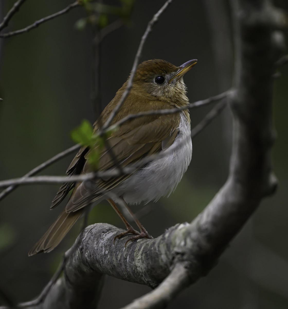 Veery - ML636261358