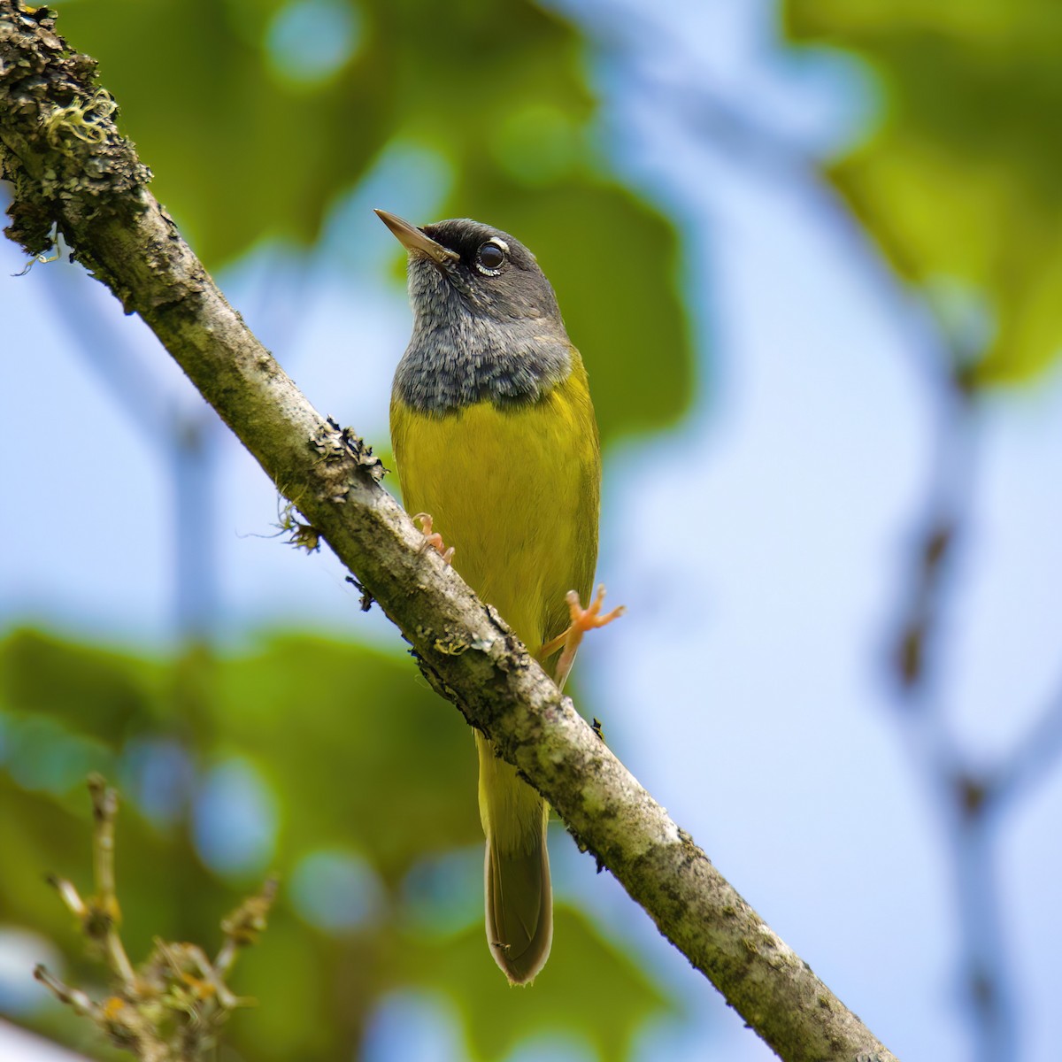 MacGillivray's Warbler - ML636261449