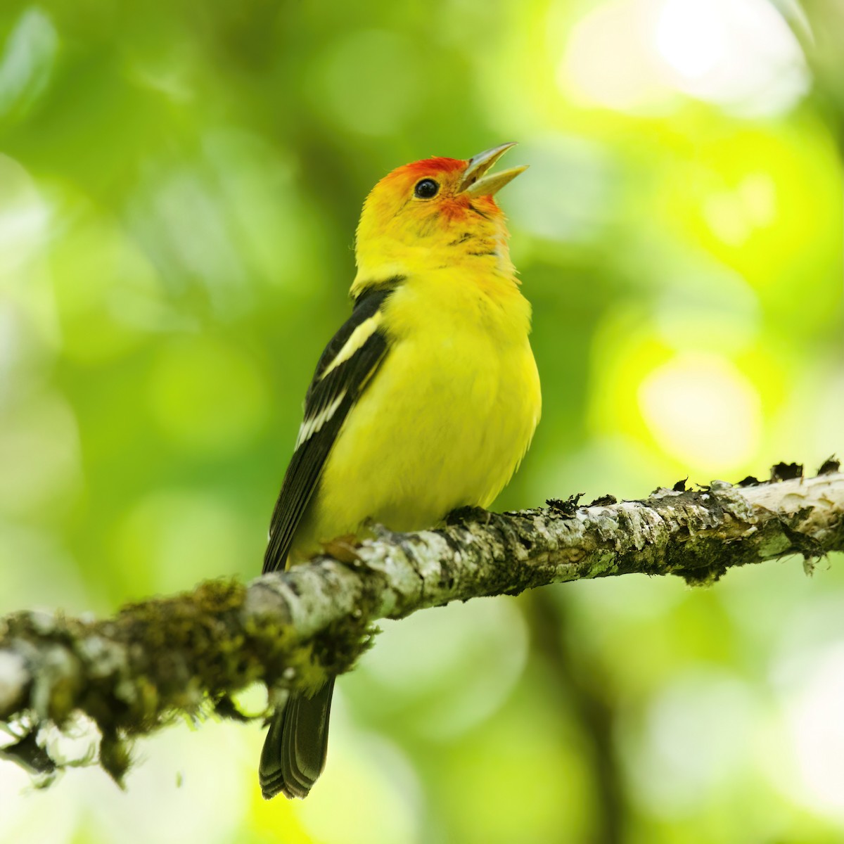Western Tanager - ML636261481