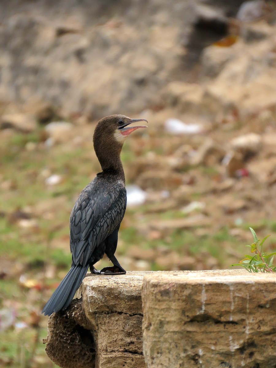 Little Cormorant - ML636261512
