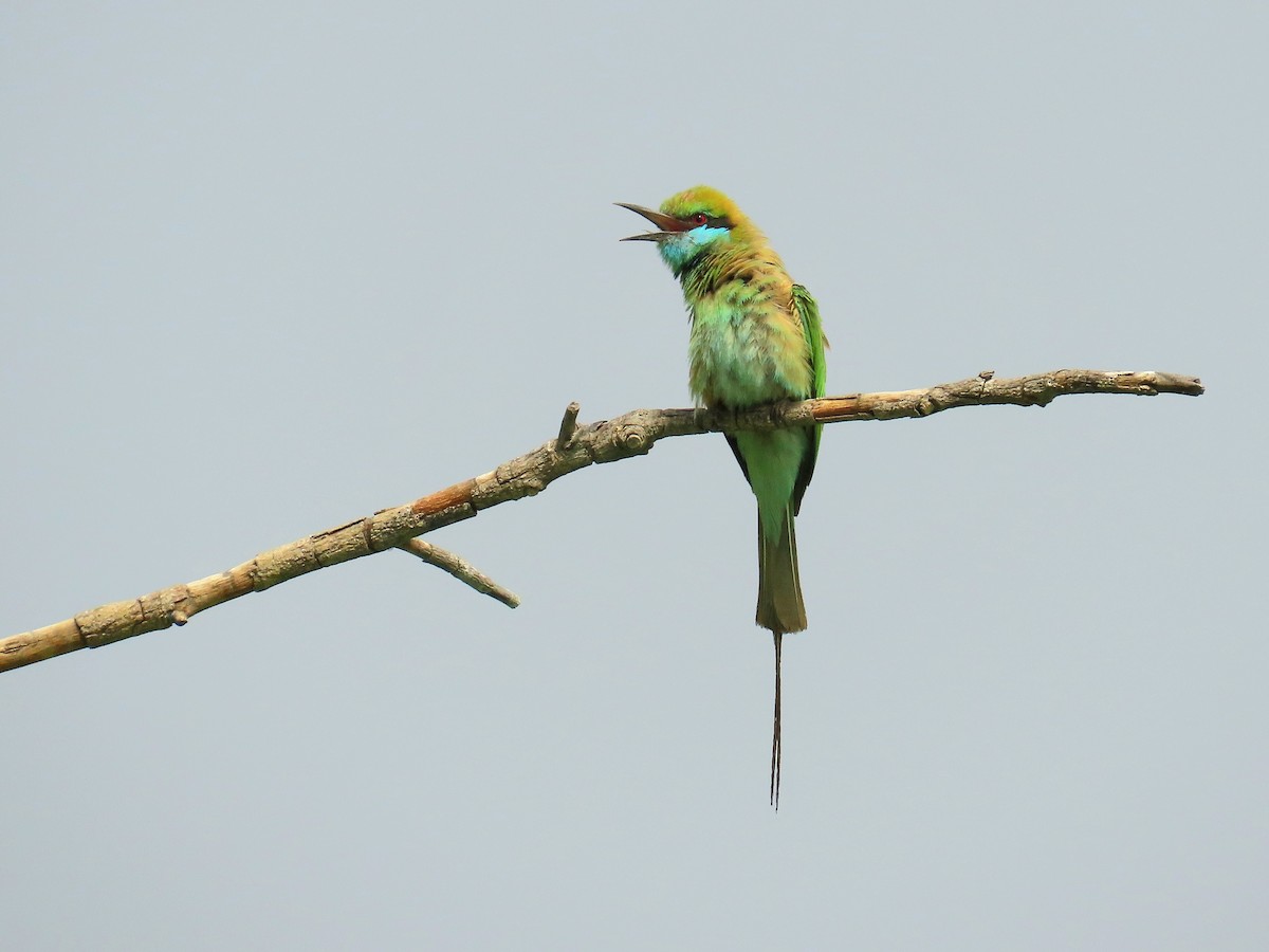Asian Green Bee-eater - ML636261526
