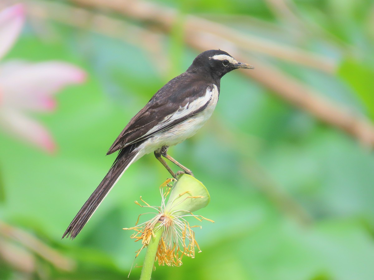 White-browed Wagtail - ML636261545