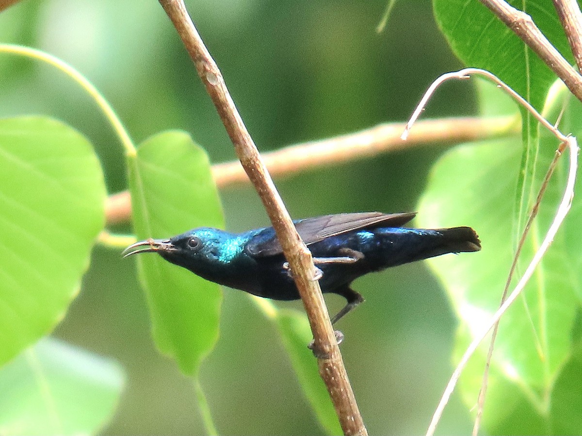 Purple Sunbird - ML636261551