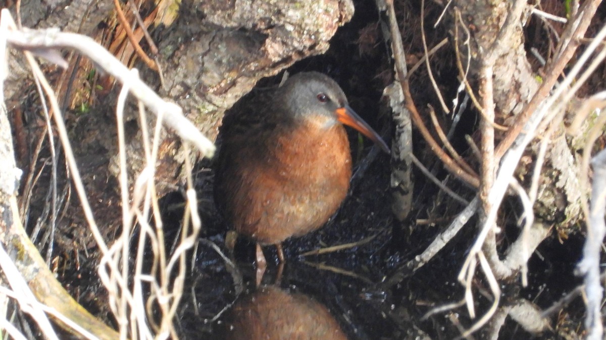 Virginia Rail - ML636262049