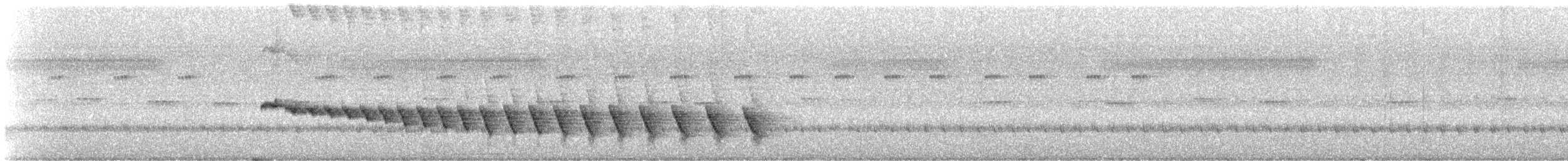 White-bellied Antbird - ML636262117