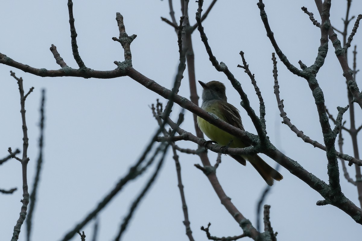 Great Crested Flycatcher - ML636262129