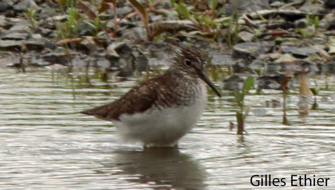 Solitary Sandpiper - ML636262202