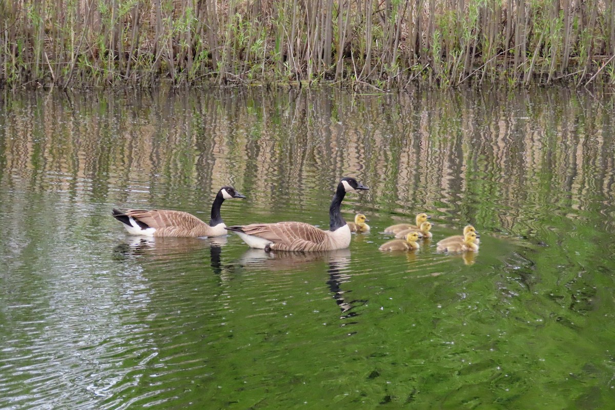 Canada Goose - ML636262211