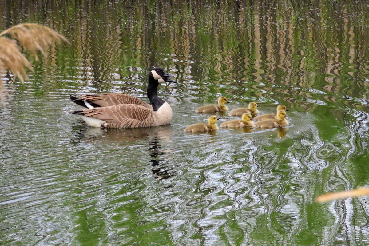 Canada Goose - ML636262217