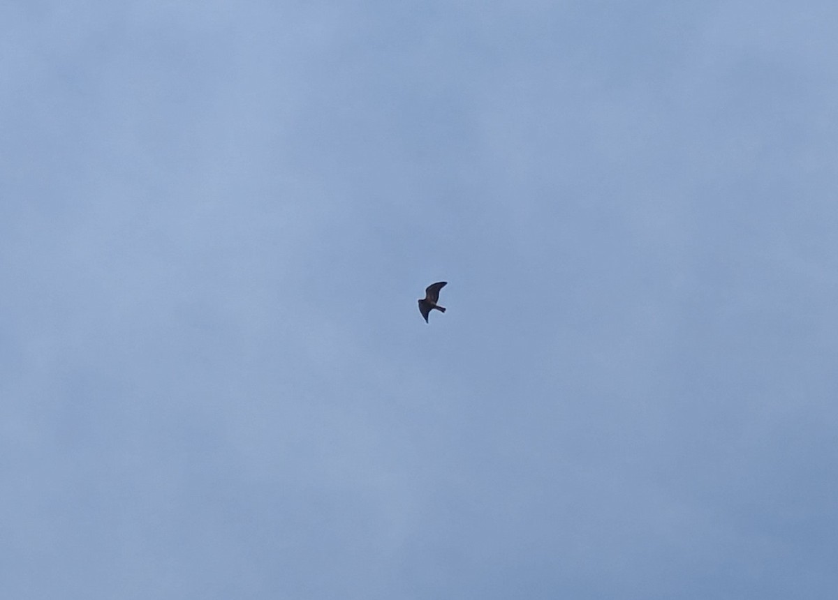 Swainson's Hawk - ML636262264