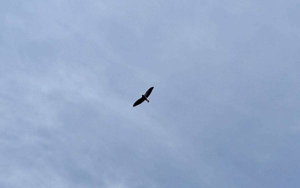 Swainson's Hawk - ML636262265