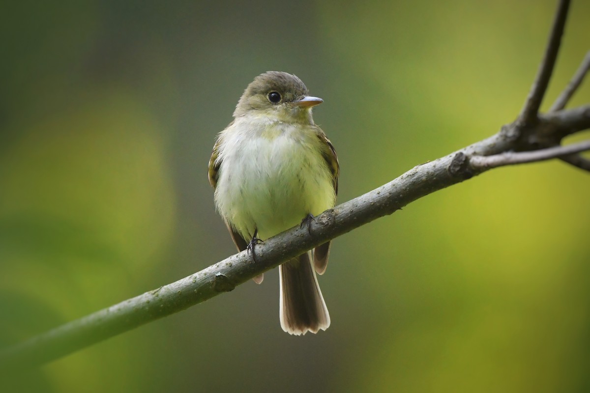 Acadian Flycatcher - ML636262267