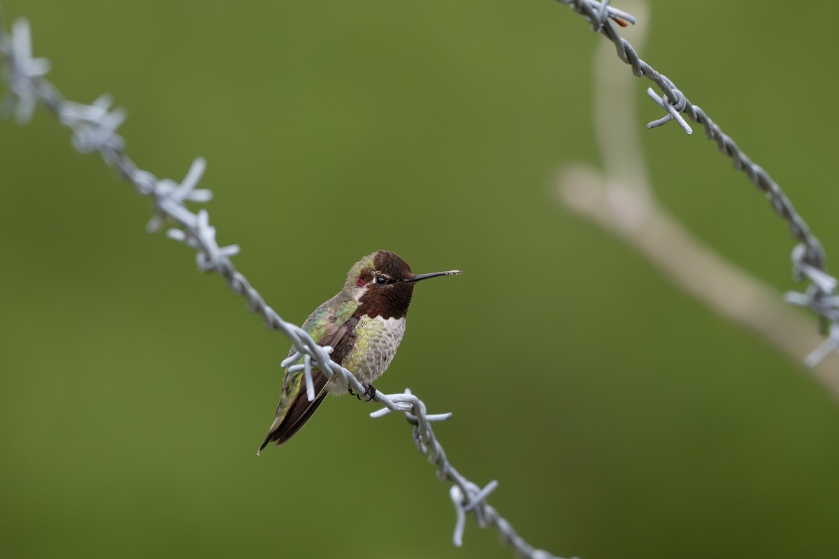 Anna's Hummingbird - ML636262268