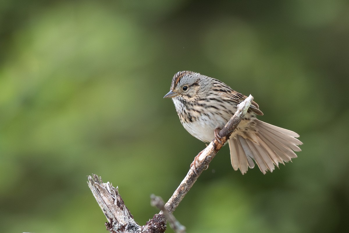Lincoln's Sparrow - ML636262279