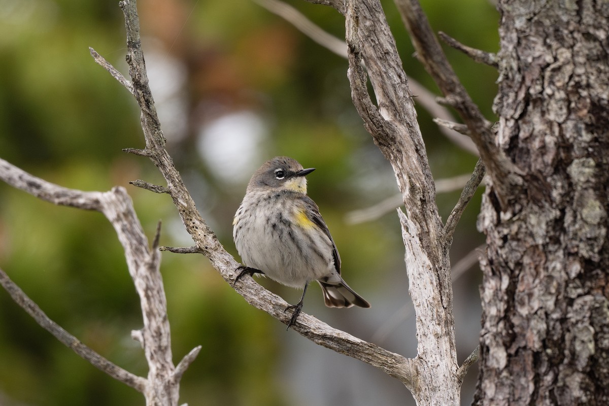 Yellow-rumped Warbler (Myrtle x Audubon's) - ML636262283