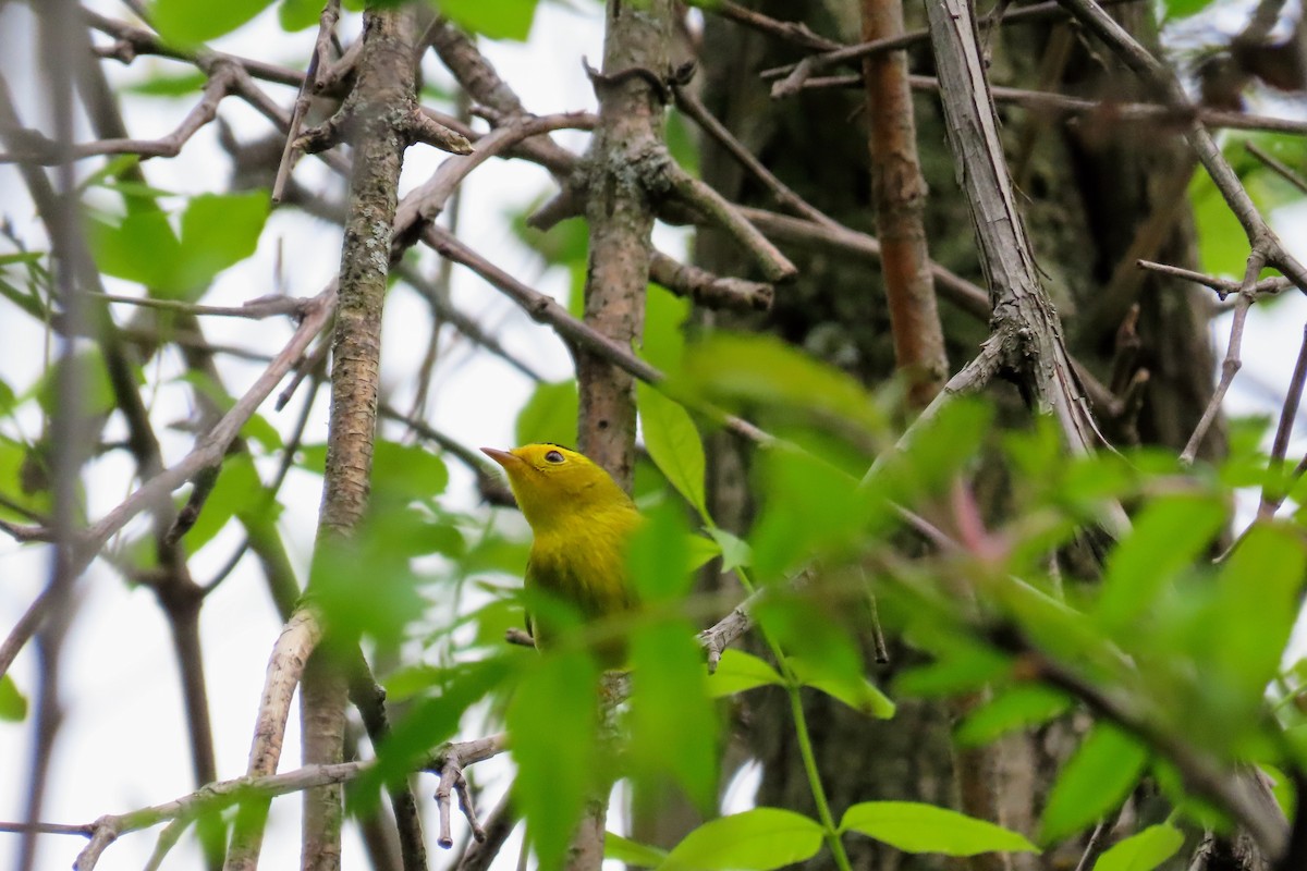 Wilson's Warbler - ML636262284