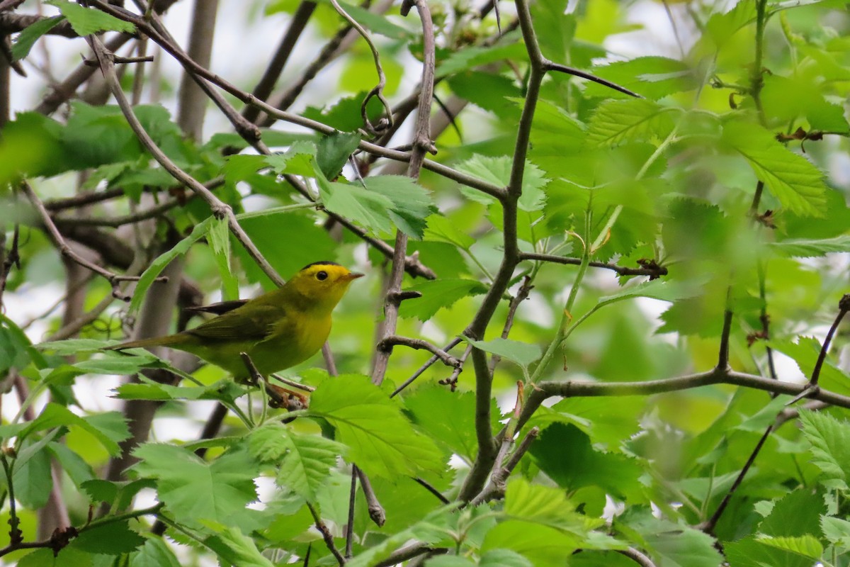 Wilson's Warbler - ML636262286