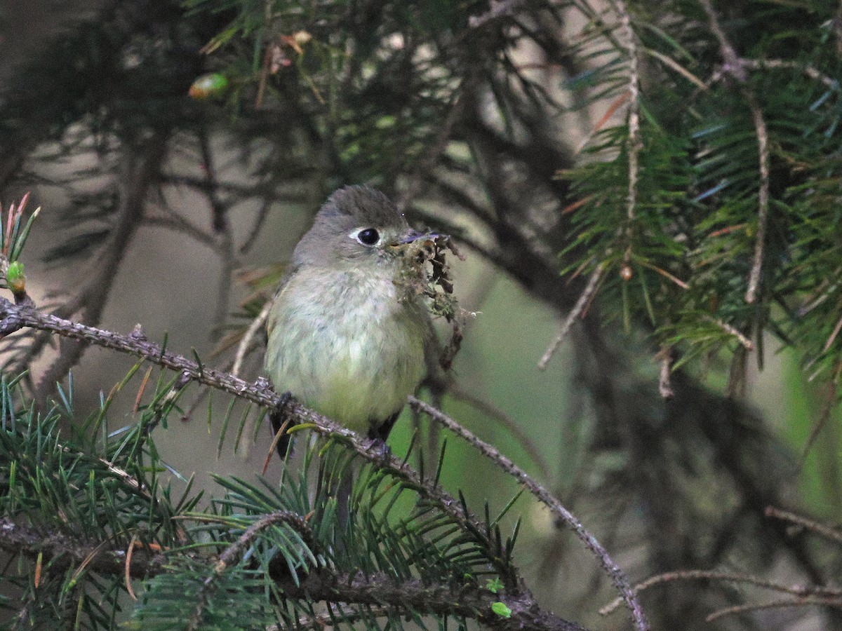 Western Flycatcher (Pacific-slope) - ML636262494