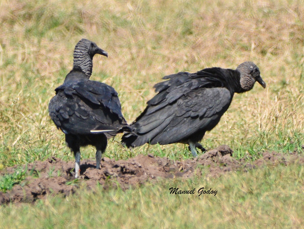 クロコンドル - ML636262509